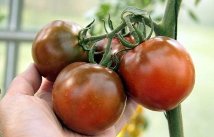 Kumato tomaatit oksalla