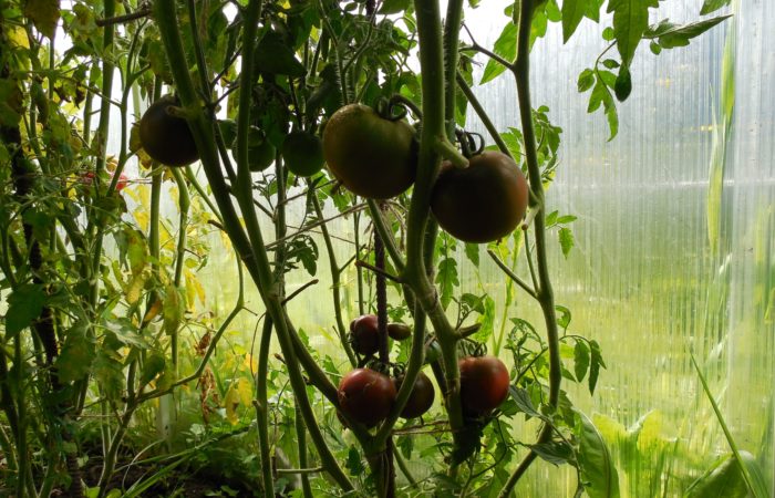 Odla svarta tomater i ett växthus
