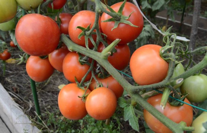 Ripe growing tomatoes Blagovest