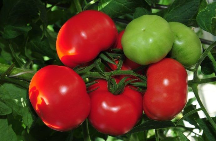 Several Blagovest tomatoes