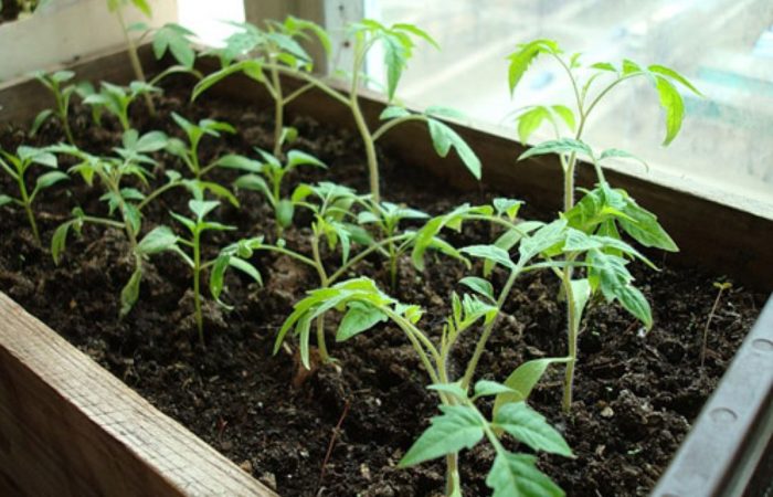 Tomaatin taimet ikkunalaudalla
