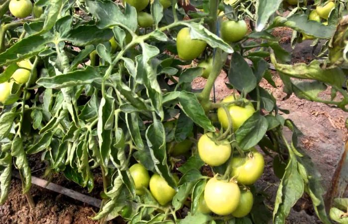 Fungal infection of tomato leaves