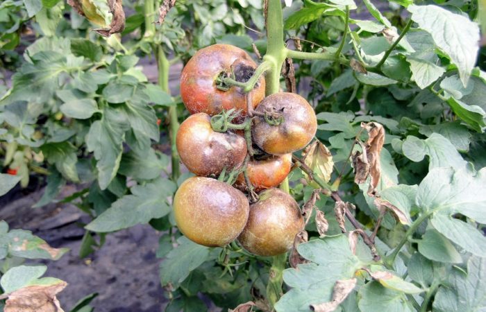 withered tomatoes