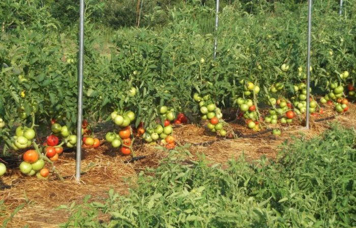 Pomodori di manzo grandi in campo aperto