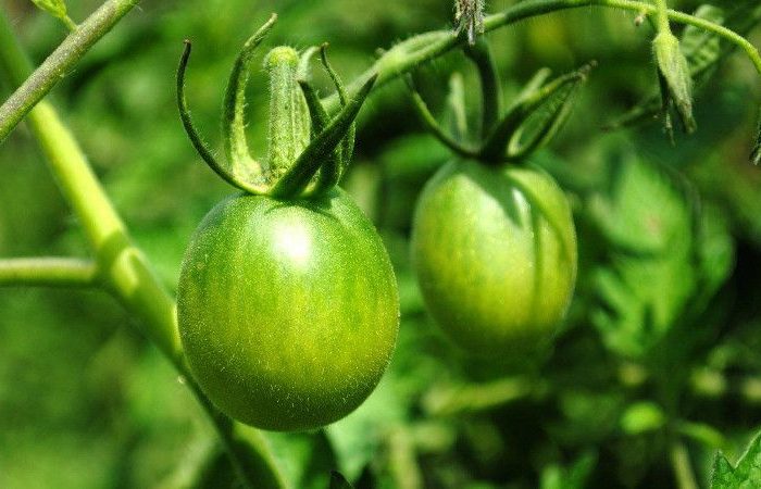 Tomates vertes sur une branche