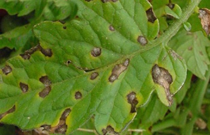 Infected spots on leaves