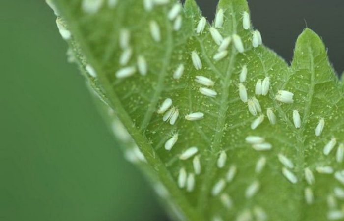 Whitefly on a tomato leaf