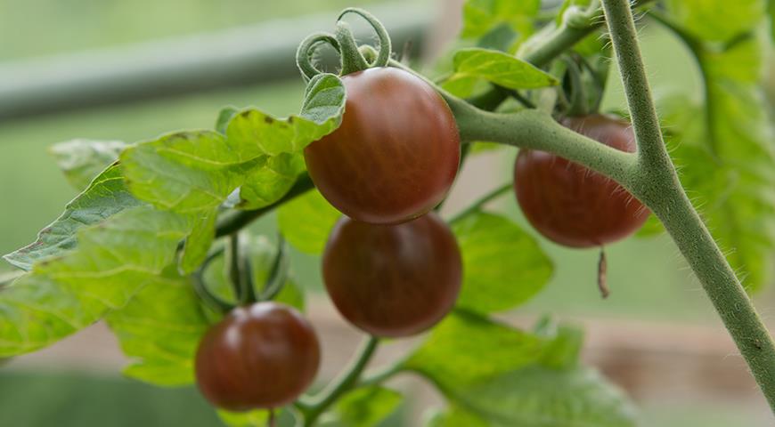 Tomato hitam: jenis terbaik dan kacukan tomato hitam untuk ditanam di rumah hijau