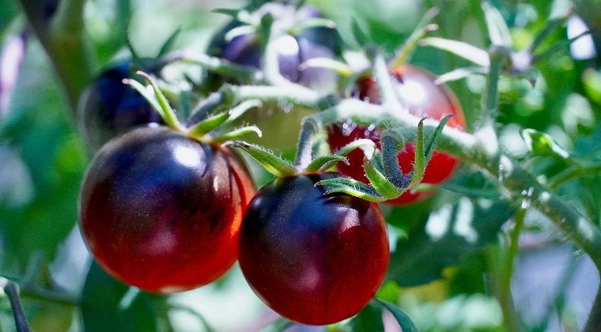 Tomate negro: las mejores variedades e híbridos de tomates negros para plantar en invernadero.