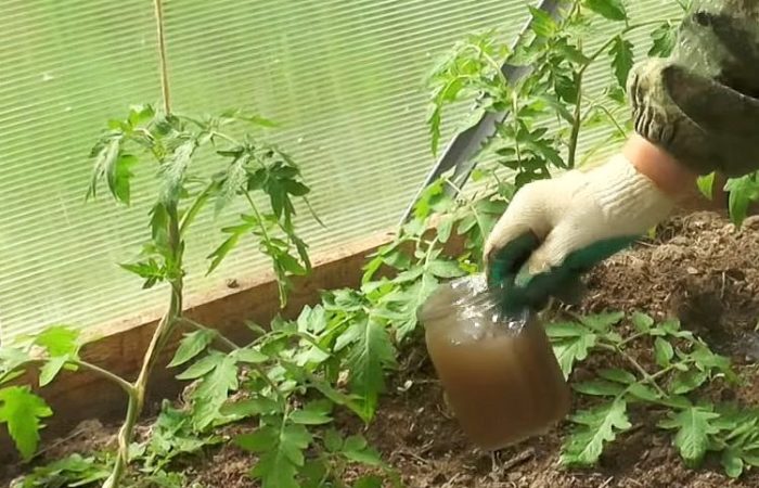 Watering top dressing tomatoes in the greenhouse