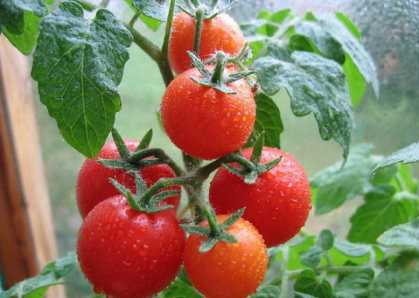 spraying tomatoes