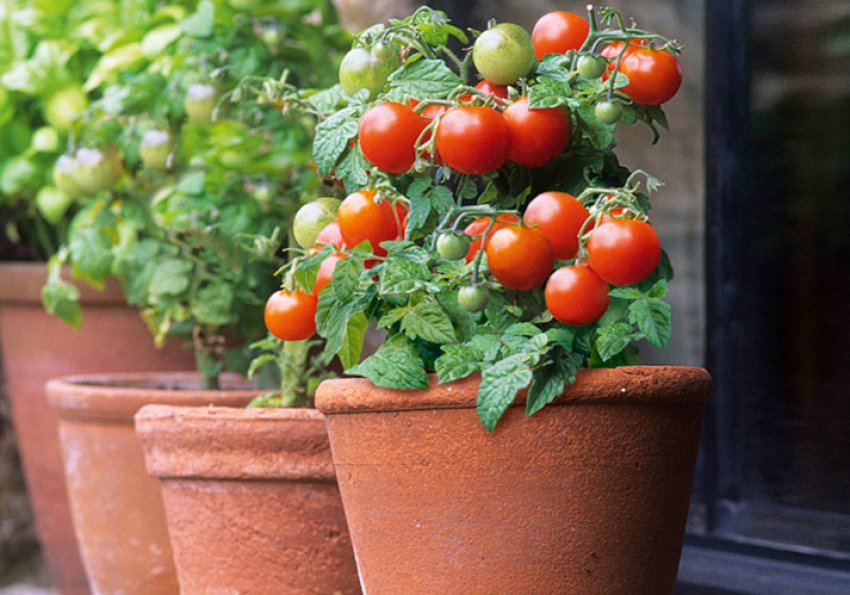 Growing tomatoes at home