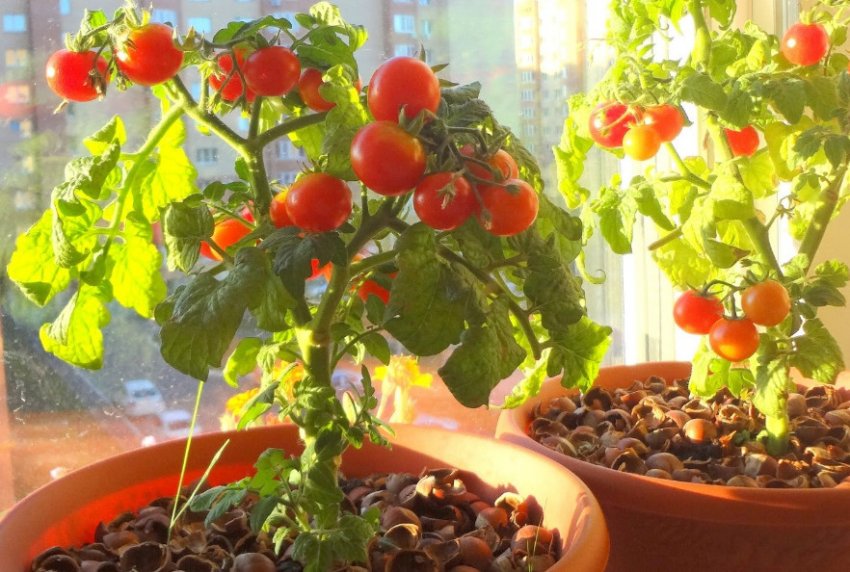 Tomatoes at home