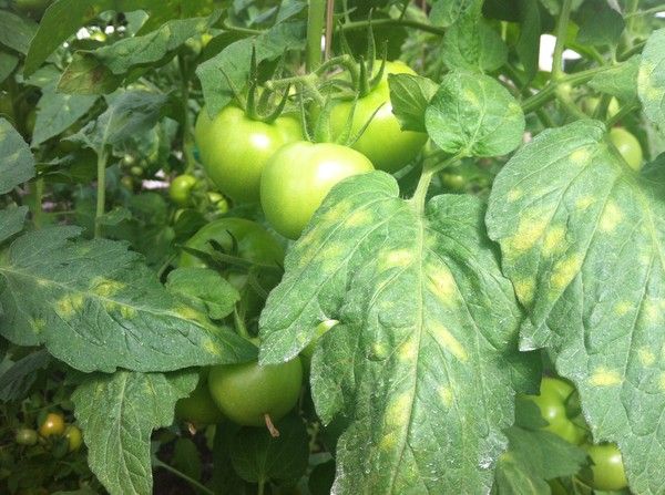 Tomatblad med gula fläckar