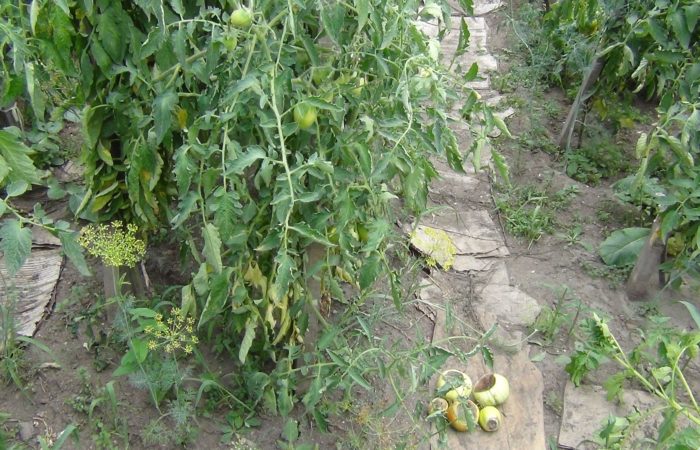 kuihtuneita vihreitä tomaatteja