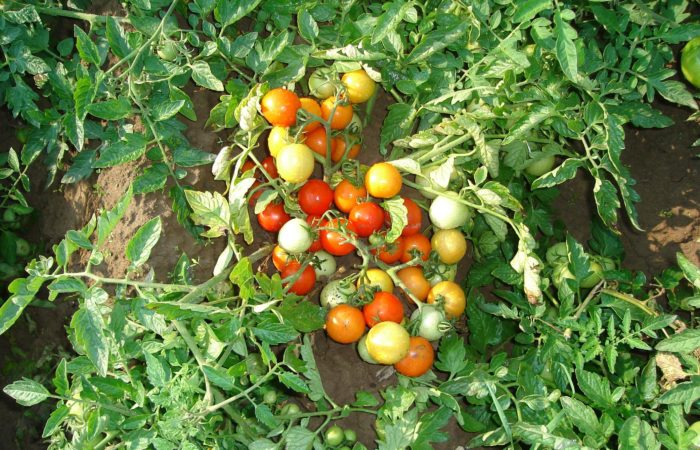 Buske av tomater i öppen mark