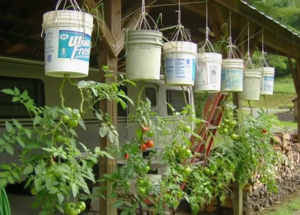 Tomato bushes in buckets