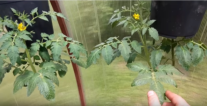 Growing tomatoes upside down in a greenhouse