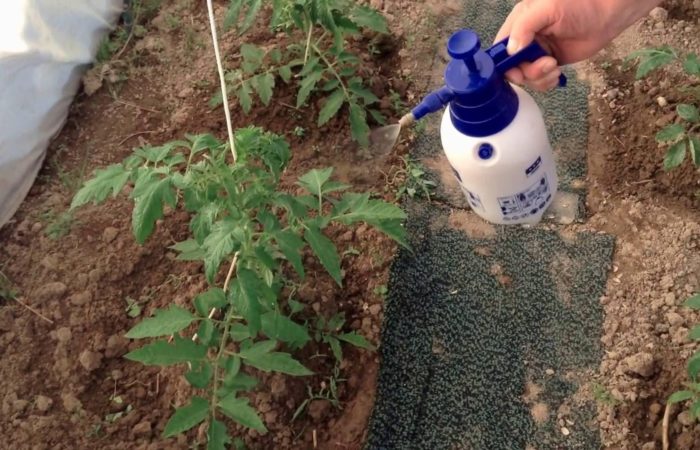 Watering tomatoes with a subcortex from a watering can
