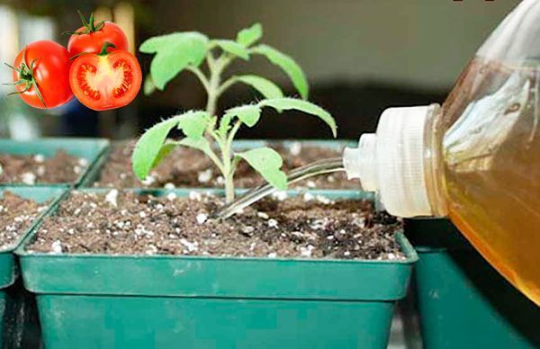 Tomaattien taimien kastelu