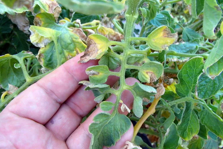 Tomato seedling diseases: description with photo