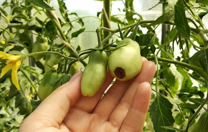 Tomaattien taimien sairaudet: kuvaus valokuvalla