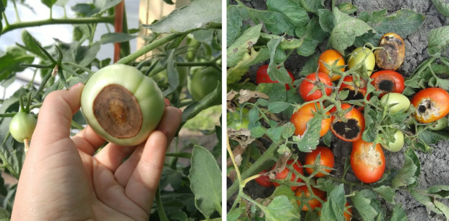 Choroby sadeníc paradajok: popis s fotografiou