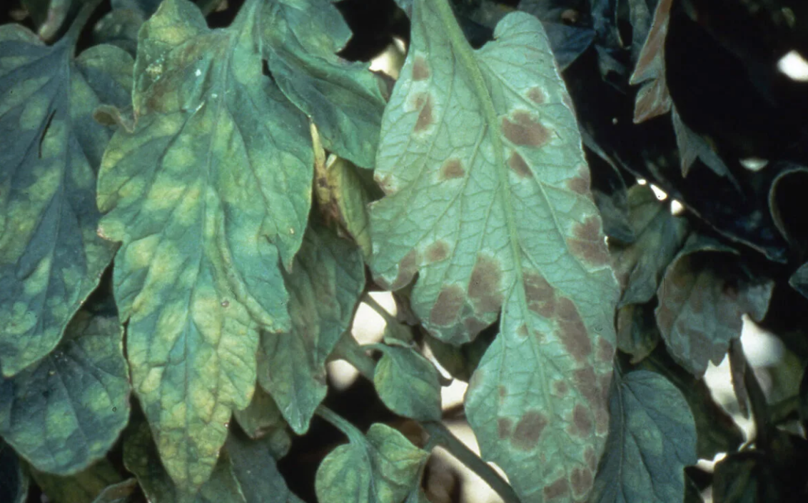 Malattie delle piantine di pomodoro: descrizione con foto