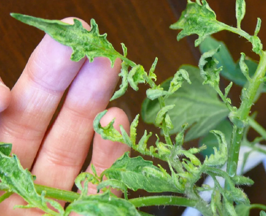 Penyakit anak benih tomato: penerangan dengan foto