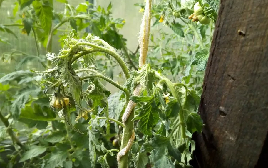 Tomato seedling diseases: description with photo