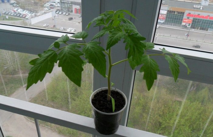 Tomato in a pot on the balcony