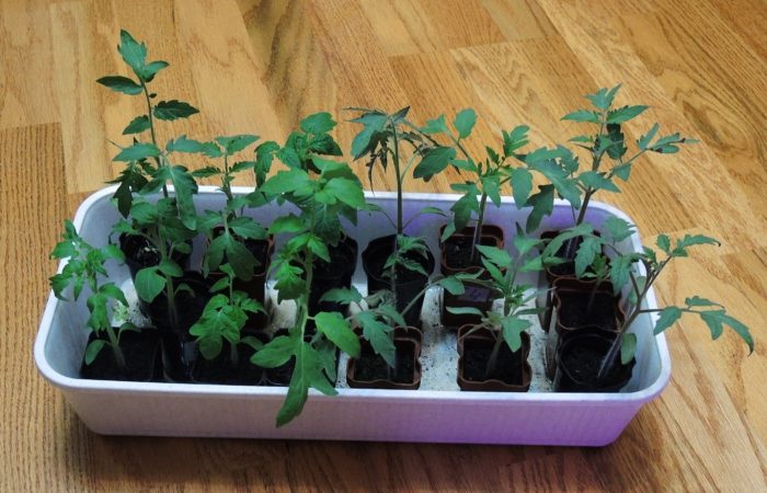 Tomato seedlings in a pallet in the room