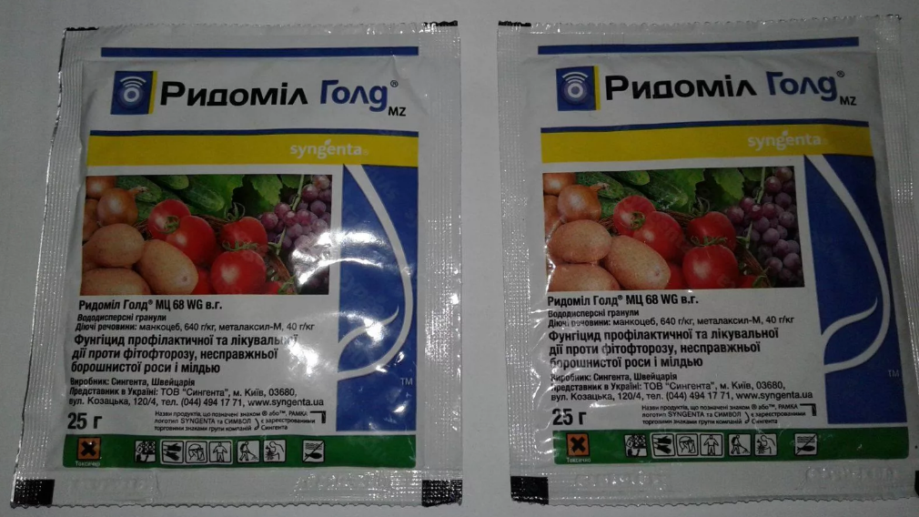 Phytophthora στις ντομάτες: σημεία, θεραπεία και πρόληψη