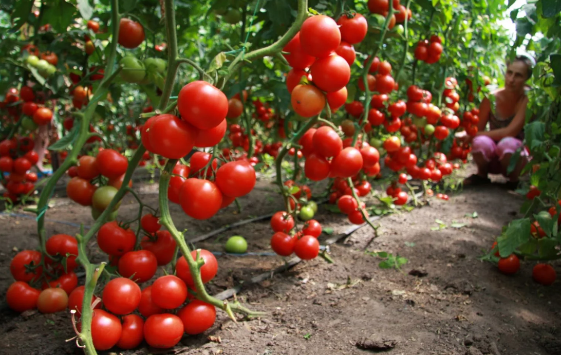 Phytophthora en tomates: signos, tratamiento y prevención.