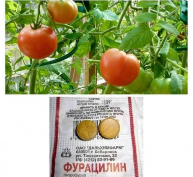 Phytophthora bei Tomaten: Anzeichen, Behandlung und Vorbeugung
