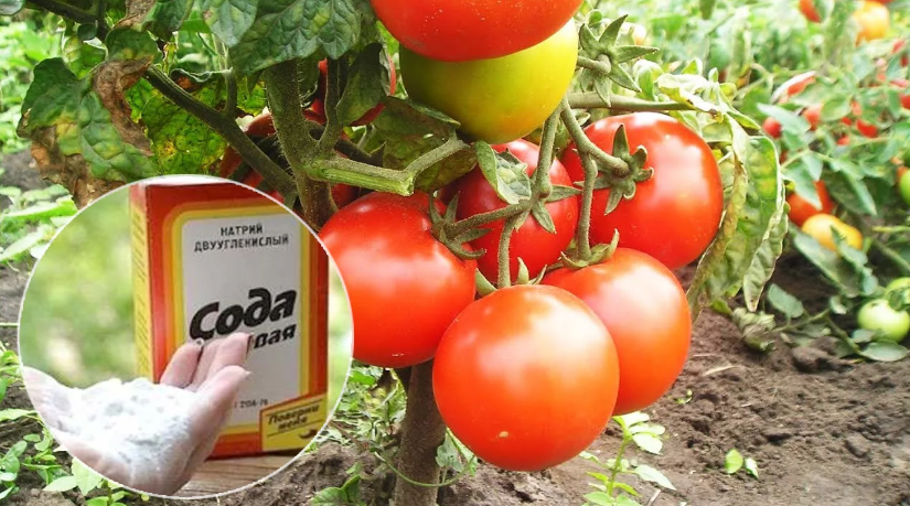 Phytophthora på tomater: tegn, behandling og forebyggelse