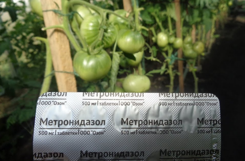 Phytophthora på tomater: tegn, behandling og forebyggelse