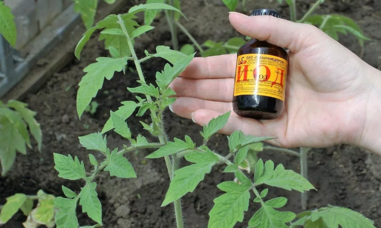Phytophthora on tomatoes: signs, treatment and prevention