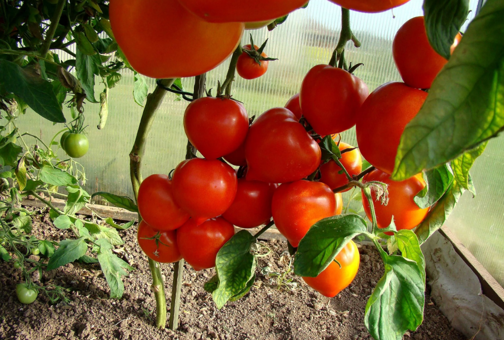 Phytophthora på tomater: tecken, behandling och förebyggande