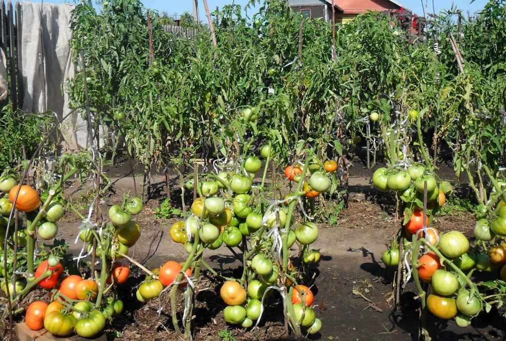 Phytophthora su pomodori: segni, trattamento e prevenzione