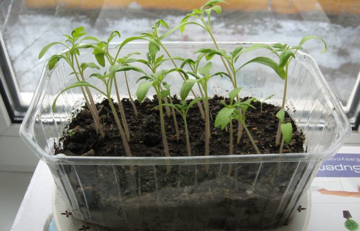 Seedlings in a plastic container