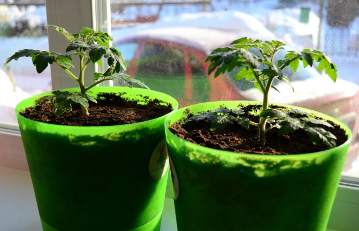 Two pots of seedlings