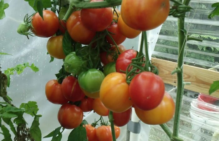 Tomates cultivados en el alféizar de la ventana.