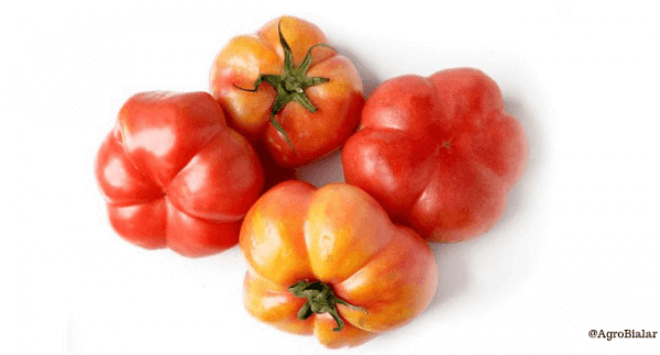 tomate monserrat