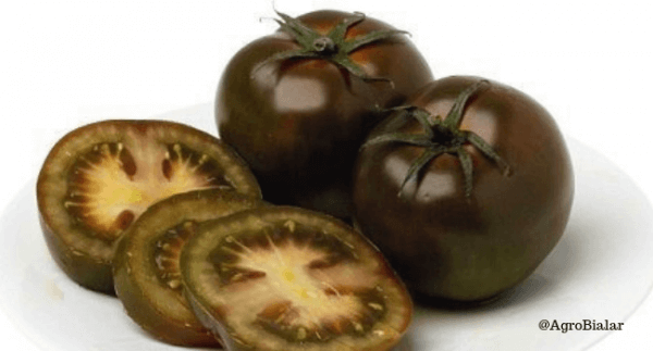 tomate negro kumato