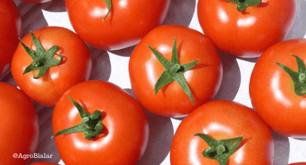 tomate redondo liso