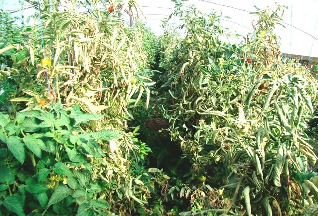 arbustos de tomate marchitos
