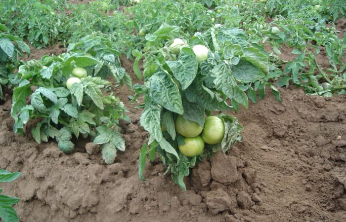 Arbustos de tomate procesados