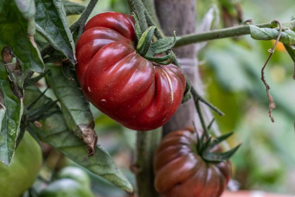 +30 typer av tomater - Typer av tomater med få frön: den moriska tomaten