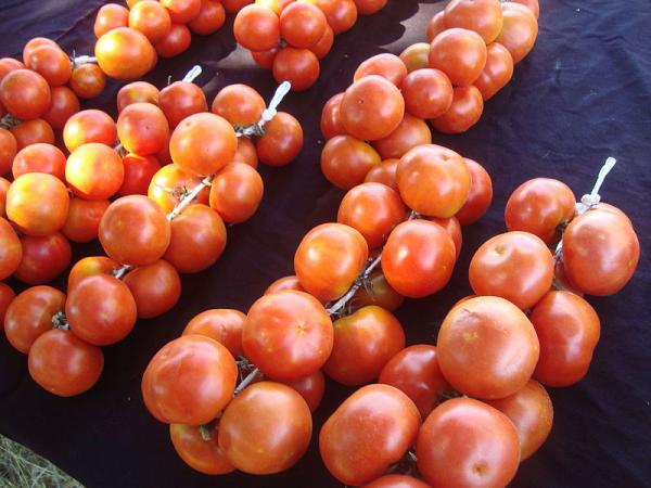 +30 types de tomates - Tomate suspendue
